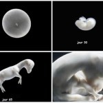 Frozen Embryo – 1. Kantinka de la Pomme x Cornet’s Balou (Balou du Reventon) | AV Stables